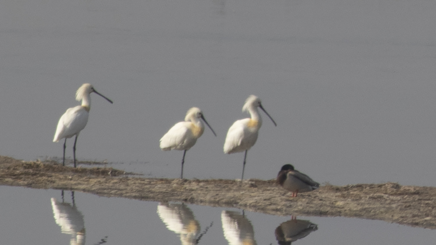 Eurasian Spoonbill